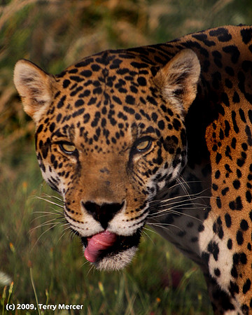 Leopard - Emmm, You Look Good Enough To Eat! - IMG_9357