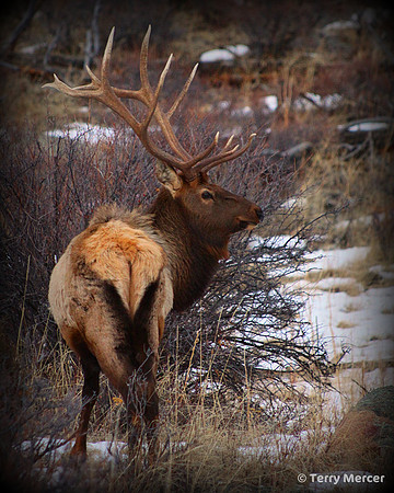 IMG_8236 - Wild Bull Elk in the Rockies... hair standing cause I'm too close...