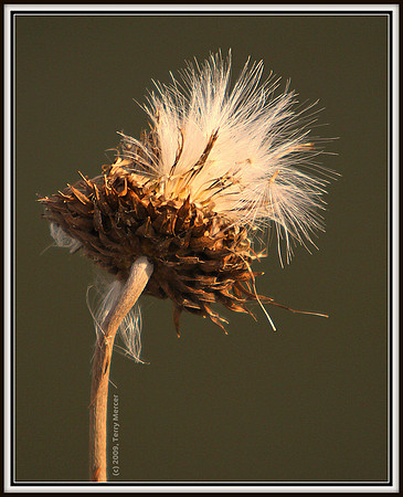 Waiting for the wind - IMG_5149