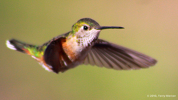 IMG_8772 - Humming Bird in flight (wide screen)