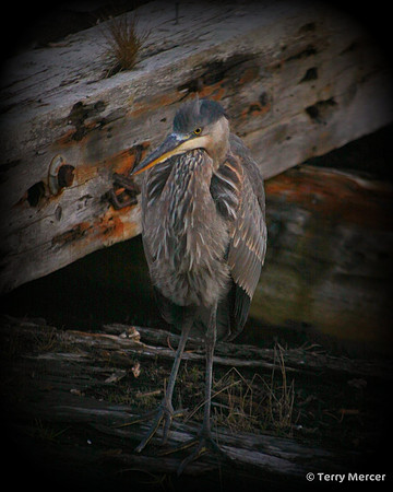 IMG_3314 - Heron at dusk...