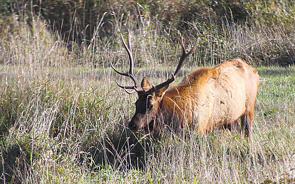 IMG_3174 Coastal Elk