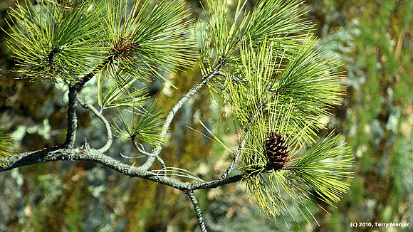 IMG_5234 - Out on a Limb
