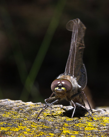 2011_06_Howard_Prarie 086