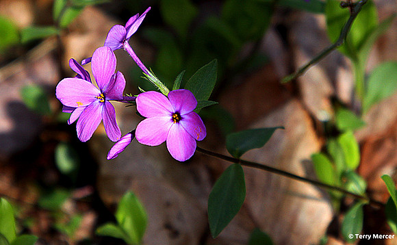 IMG_1962 - Purple Wild Flowers (Yellow & Black center)