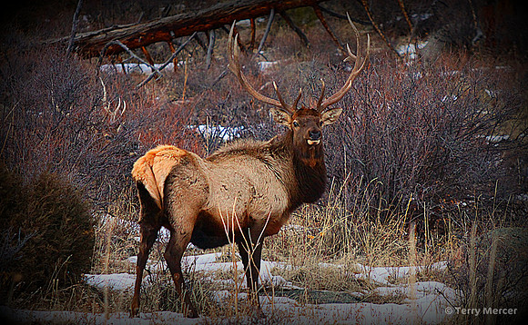 IMG_8222 - Nice Rack! BIG Bull Elk in the wild of the Rocky Mountains