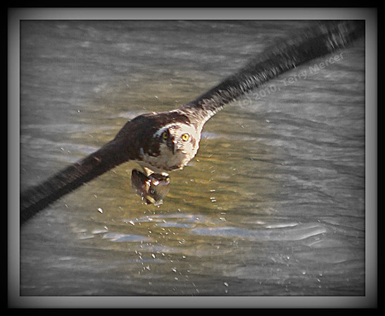 IMG_3009 - Osprey IN FLIGHT - with fish - looking directly at me - framed, vingette, with focal B&W for effect