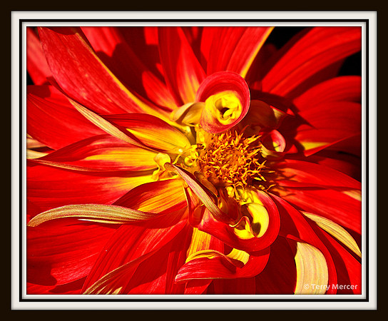 IMG_2077 - Twisted Beauty... center close up of Dalihia in bloom.