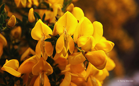 IMG_8016 - Wild Yellow Flowers... at Oregon Coast