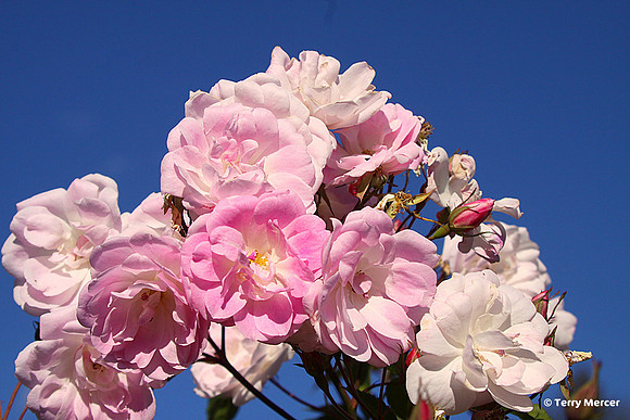IMG_4215 Pink Roses drinking in the sunlight