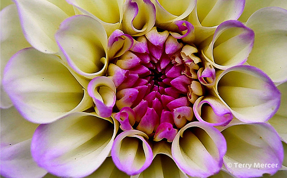 IMG_0275 - White, purple, cream colored Dahlia bloosom opening - wide screen