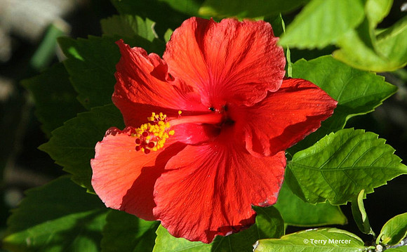 IMG_7184 Hibiscus Flower wide screen