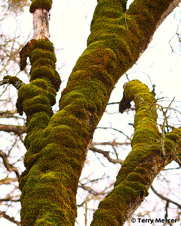 IMG_7928 - Mosey Oaks covered & interesting