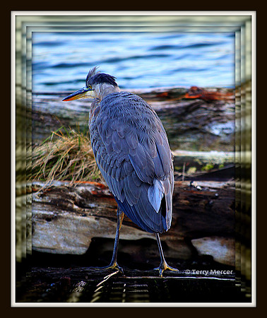 IMG_3333 - Blue Heron braving the cold
