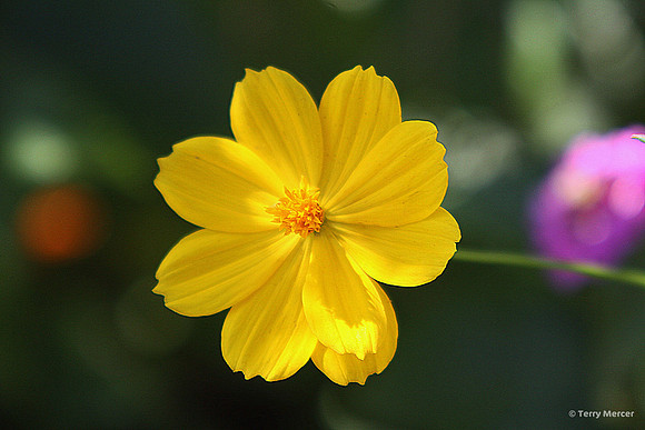 IMG_1416 - Bright Yellow Flower - Close up