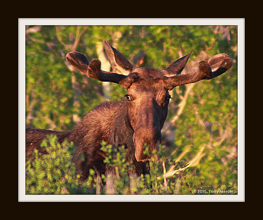 IMG_9048 - Bull Moose in velvet... head shot...