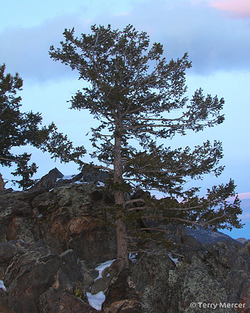 IMG_8338 Lone Tree above the treeline in the Colorado rockies.