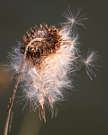 Dandiloin - IMG_5151