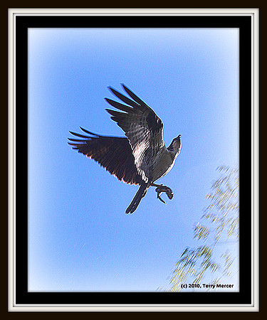 IMG_3016 - Osprey with fish in talons... as it flew over me, dripping water on me...
