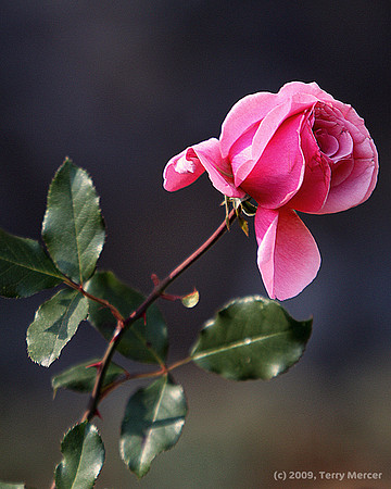 Pink Rose Bud - HDRish - IMG_4134