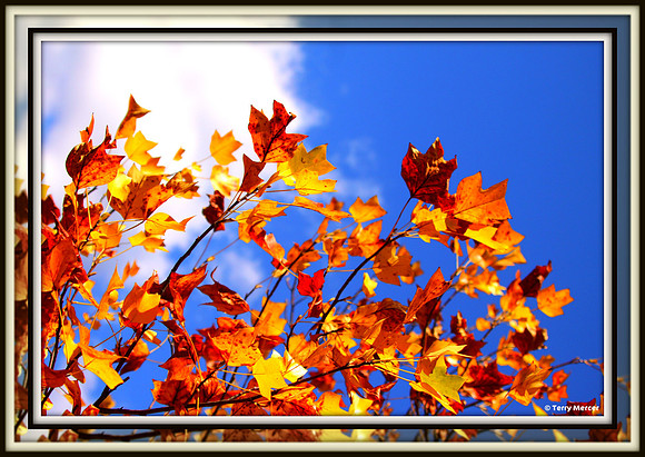 IMG_3878 - Autumn Leaves - widescreen crop - mirrored double frame matte