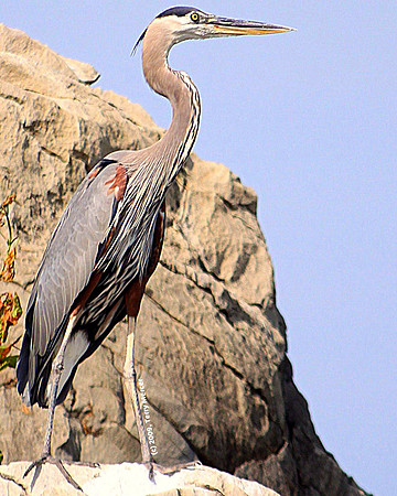 Great Blue Heron - IMG_4857