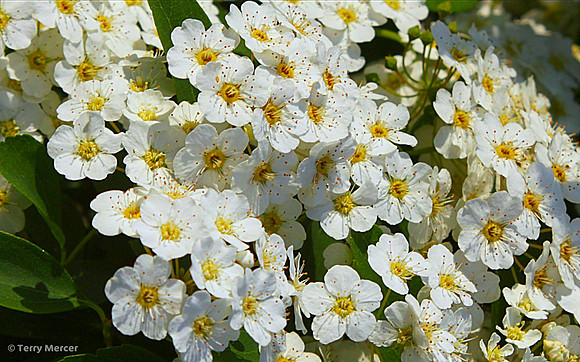 IMG_2887 White Blossoms...