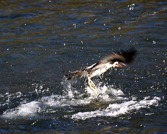 IMG_3036 - Nature's Chaos - Osprey Catching a fish