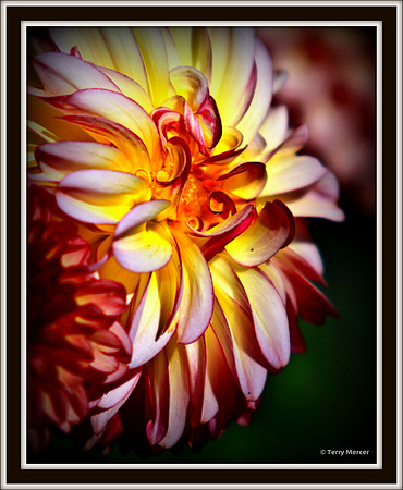 IMG_2080 - Petals in a sunburst of colors - Dahlia - framed