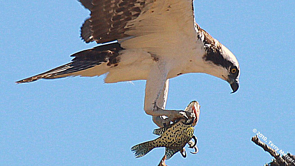 IMG_1352 - closer up - wide screen crop