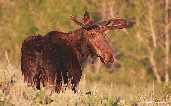 IMG_9065 - Bullwinkle the Moose (wild Bull Moose) - on Monte Cristo (Utah)