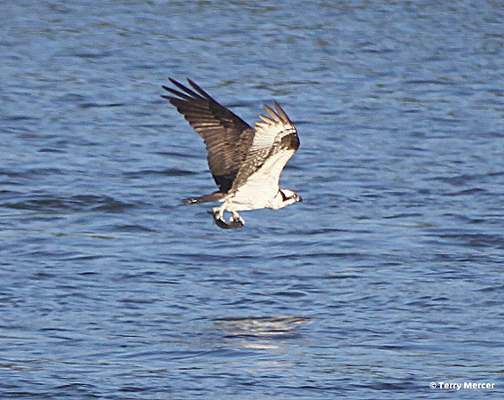IMG_3855 - Osprey IN FLIGHT with fish