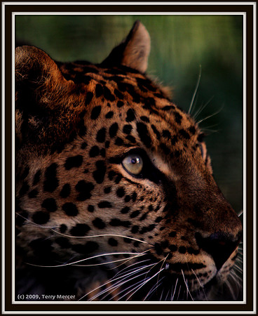 Leopard Intensity - IMG_9308