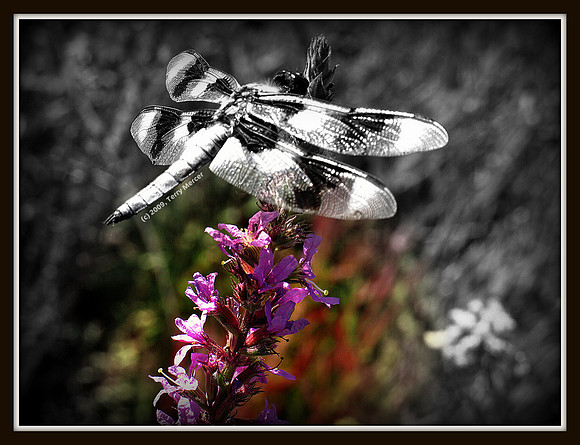 Dragonfly B&W - on flower - IMG_3879