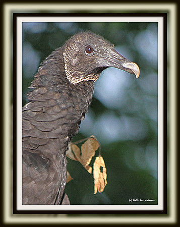 Da Vulture - Wild - close up... IMG_5258 - Framed