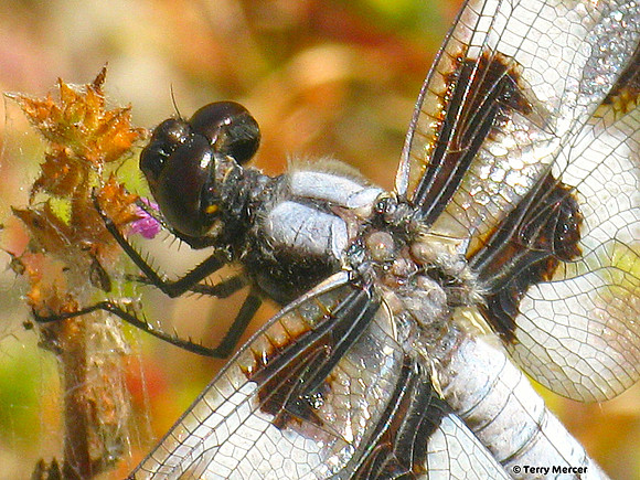 IMG_3863 - Dragon Fly Back (Macro)
