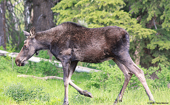 IMG_8928 - Wild Yearling Moose (Cow)