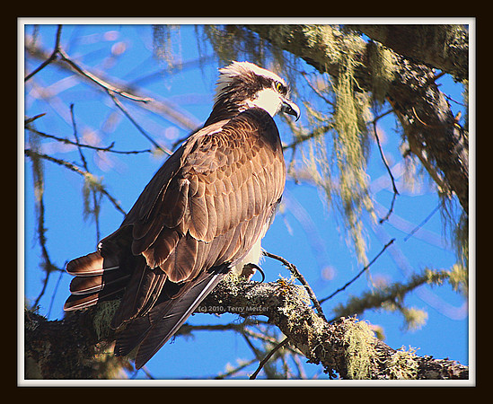 IMG_3033 - Osprey, Focused on the next meal...