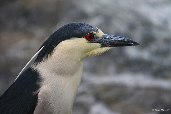 IMG_1502 - Lessor Heron - head shot