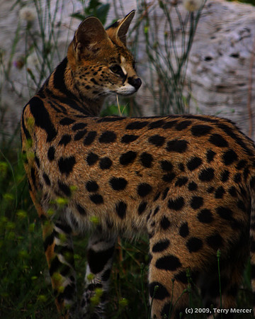 Sevral - Wild Cat - IMG_9318