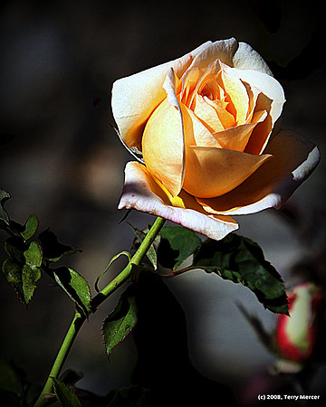 Yellow Rose Bud Opening - IMG_4127 slight crop & vignette added