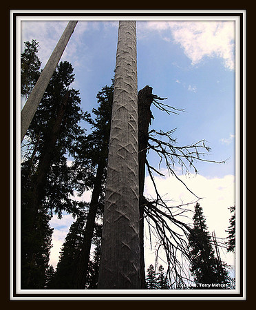 IMG_5154 - Strange Tree - never seen anything like it before...