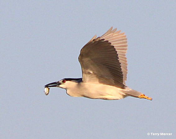 IMG_3636 - Lessor Heron IN FLIGHT with fish IN MOUTH