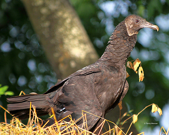 IMG_5259 - Wild Vulture (close up)