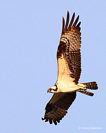 IMG_5206 - Osprey IN FLIGHT Wings spread wide